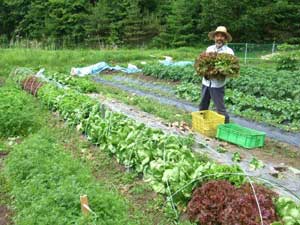 farm9.jpg